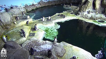 Kanzas City Zoo Penguin Cam 4K